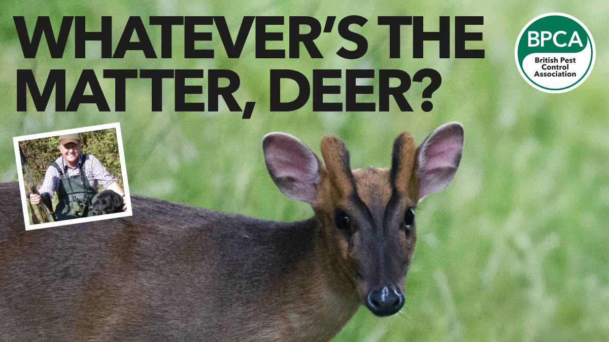 deer hero deer hero
